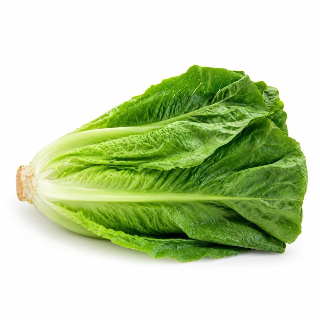 Romaine Lettuce